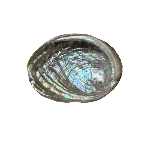 Abalone Shell- (Small Size 12 Pieces) @ $1.89/each