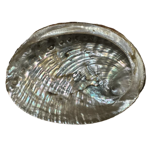 Abalone Shell- (Medium Size -50 Pieces) @ $3.69/each