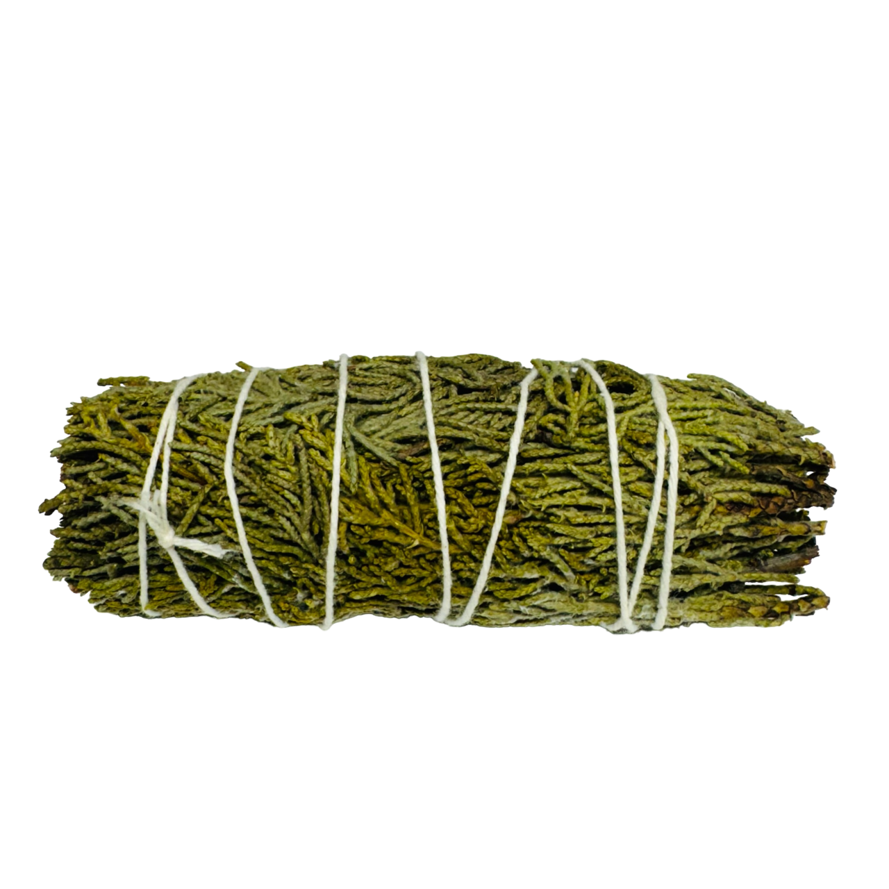Cedar Sage 4 Inch -(100 Pieces)