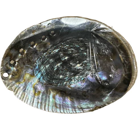 Abalone Shell