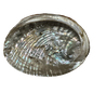 Abalone Shell- (Medium Size -50 Pieces) @ $3.69/each